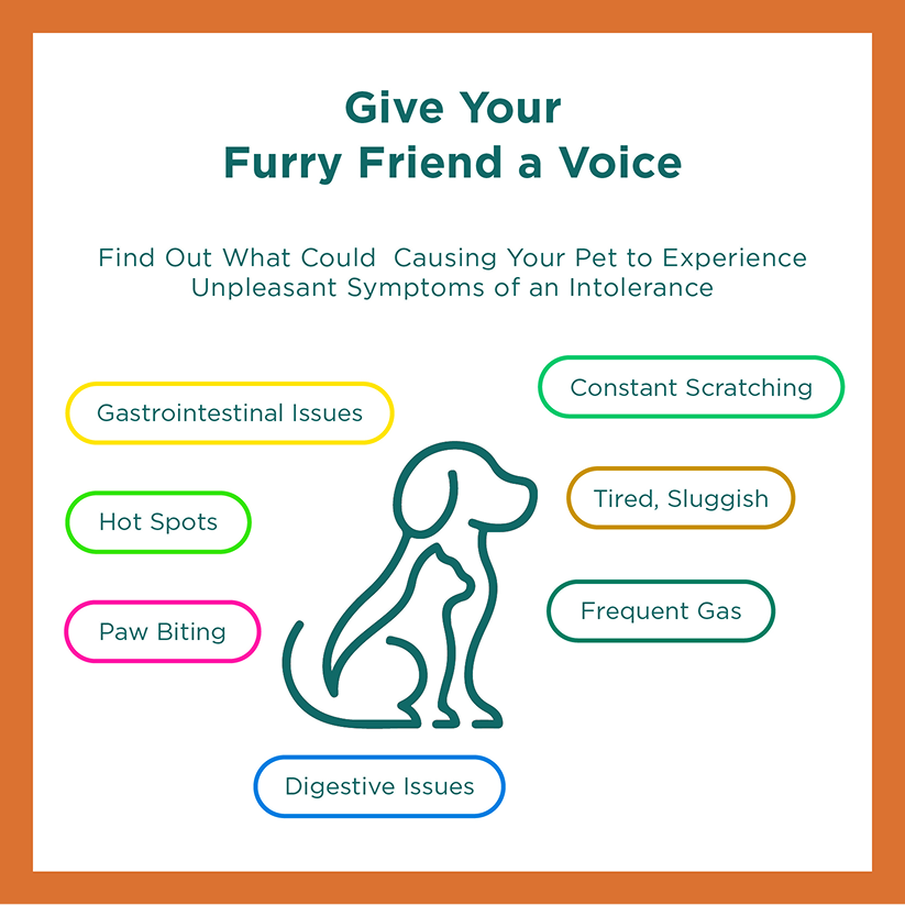 Pet Allergy Test Kit