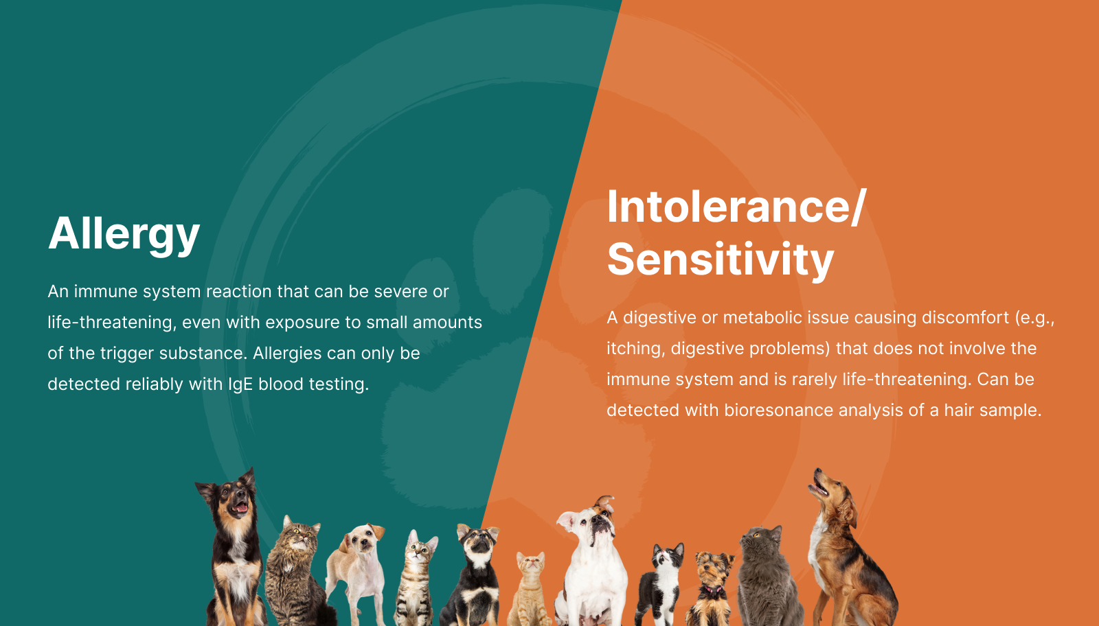 Allergy vs Intolerance/Sensitivity infographic